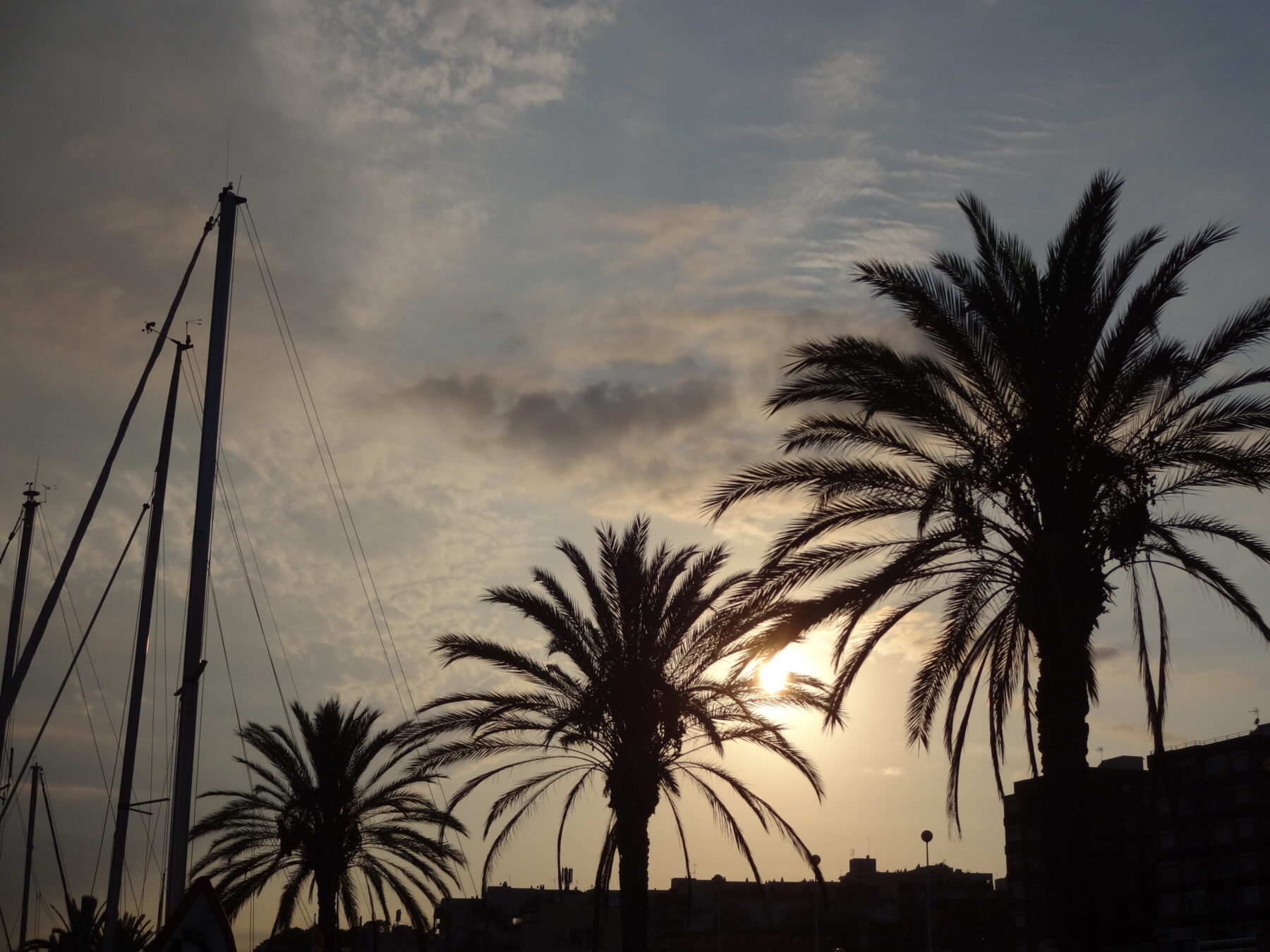 Barcelona, Sunset Palms
