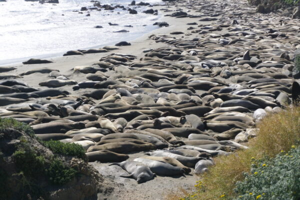 Big Sur, Elephant Seal Vista Point