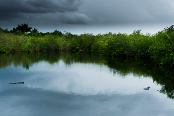 Everglades National Park, Alligators In Water