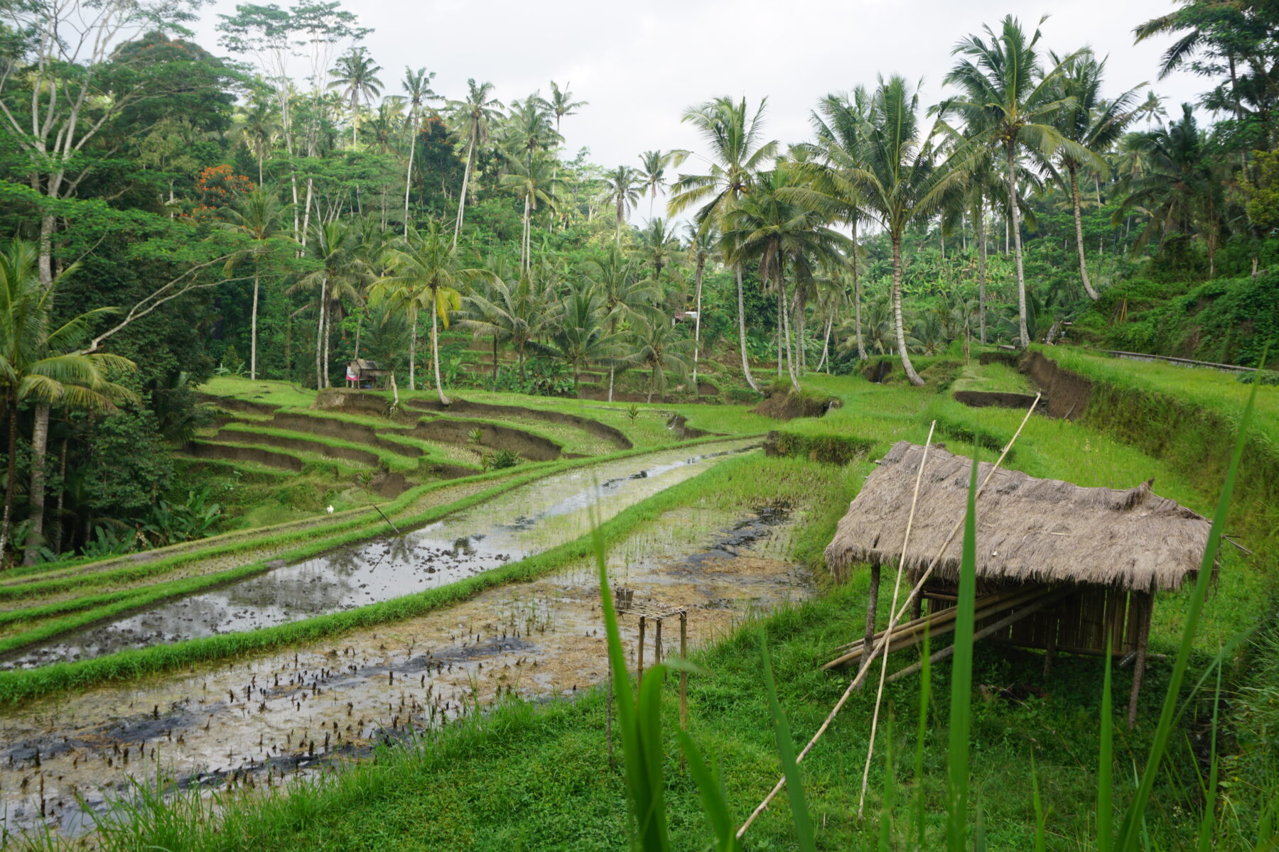 Indonesia - Bali, Gunung Kawi Rice Terrace