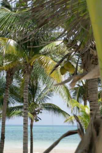 Mexico - Yucatan, Coco Palm Trees