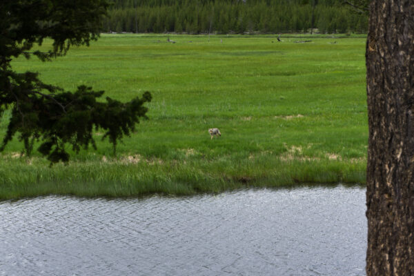 Yellowstone National Park, Coyote